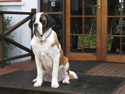 St Bernards Hotel - Pubs Perth 0