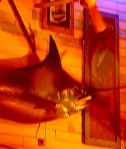 Joes Fish Shack - Pubs Perth 3