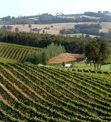 Brookhampton Estate Vineyard - Pubs Perth 1