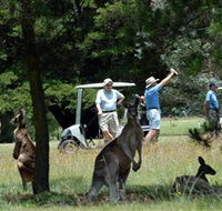 Glen Innes Golf Club - Pubs Perth