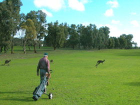 Coffin Bay Golf Club - Pubs Perth 0