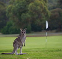 Anglesea Golf Club - Pubs Perth