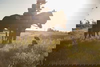 Balonne Cutting Horse Futurity