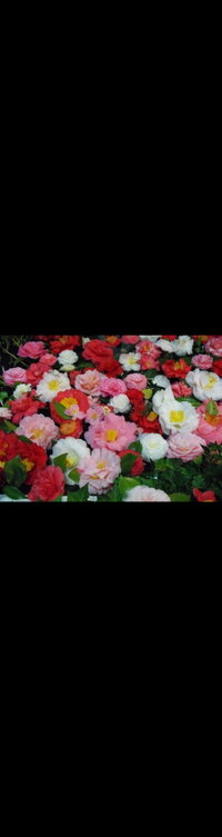 Camellia's Australia National Camellia Show