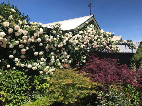 Crookwell Garden Festival - Pubs Perth 1