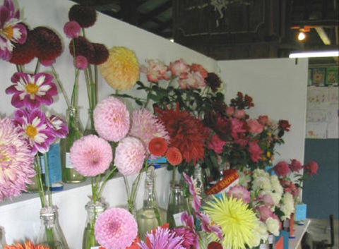 Dalgety Show - Pubs Perth 0