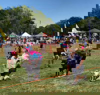 Dogs in the Park Orange - Pubs Perth
