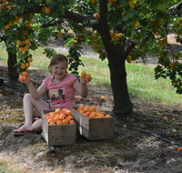Fruit Bottling Sessions at Rayner's Orchard - Pubs Perth