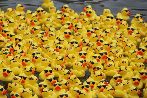 Gerringong Men’s Shed Annual Duck Derby - Pubs Perth 1