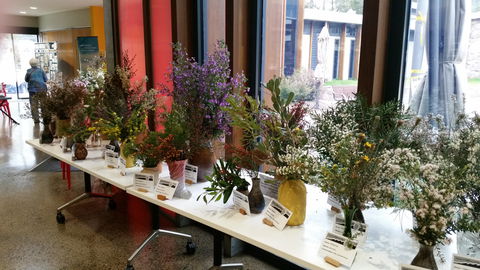Grampians Wildflower Show - Pubs Perth 0