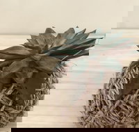 Kokedama Workshop - Pubs Perth