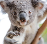 Meet the Stars of the Livestreams - Pubs Perth