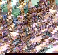 Meeniyan Garlic Festival - Pubs Perth