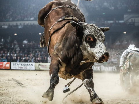 PBR Hawkesbury Stampede - Pubs Perth 1