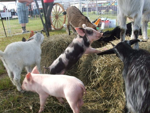 Primex Field Days - Pubs Perth 2