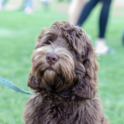 Ripley Markets - Pubs Perth 1