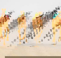 The Quirindi Camel Cup - Pubs Perth