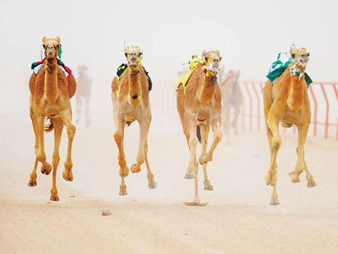 The Quirindi Camel Cup - Pubs Perth 0