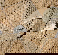 WA Now  Tom Mller Monolith Scores - Virtual Exhibition - Pubs Perth