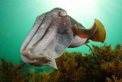 Whyalla Maritime Museum - Cuttlefish Capers - Pubs Perth 0