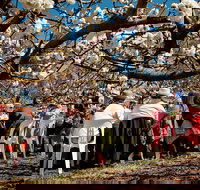 Young Cherry Blossom Long Lazy Lunch - Pubs Perth