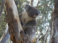 Annual Koala Count