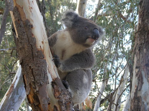 Annual Koala Count - Pubs Perth 0
