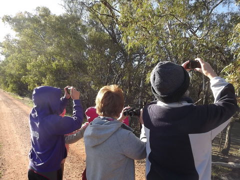Annual Koala Count - Pubs Perth 1