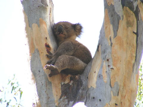 Annual Koala Count - Pubs Perth 2
