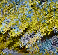 Australian Wattle Day  the Old Bus Depot Markets - Pubs Perth