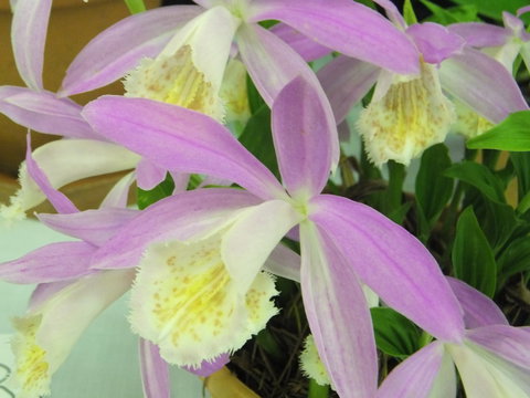 Blackheath Flower And Craft Show - Pubs Perth 2