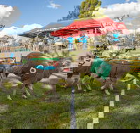 Caragabal Sheep Races - Pubs Perth