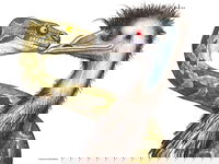 Edward The Emu