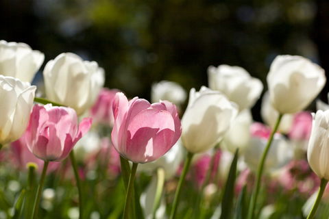 Floriade: Reimagined - Pubs Perth 0