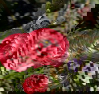 Garden Expo Benalla - Pubs Perth