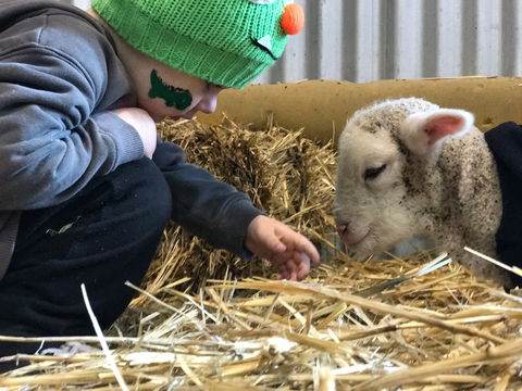 Horsham Agricultural Show - Pubs Perth 0