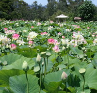 Lotus Flower Season - Pubs Perth