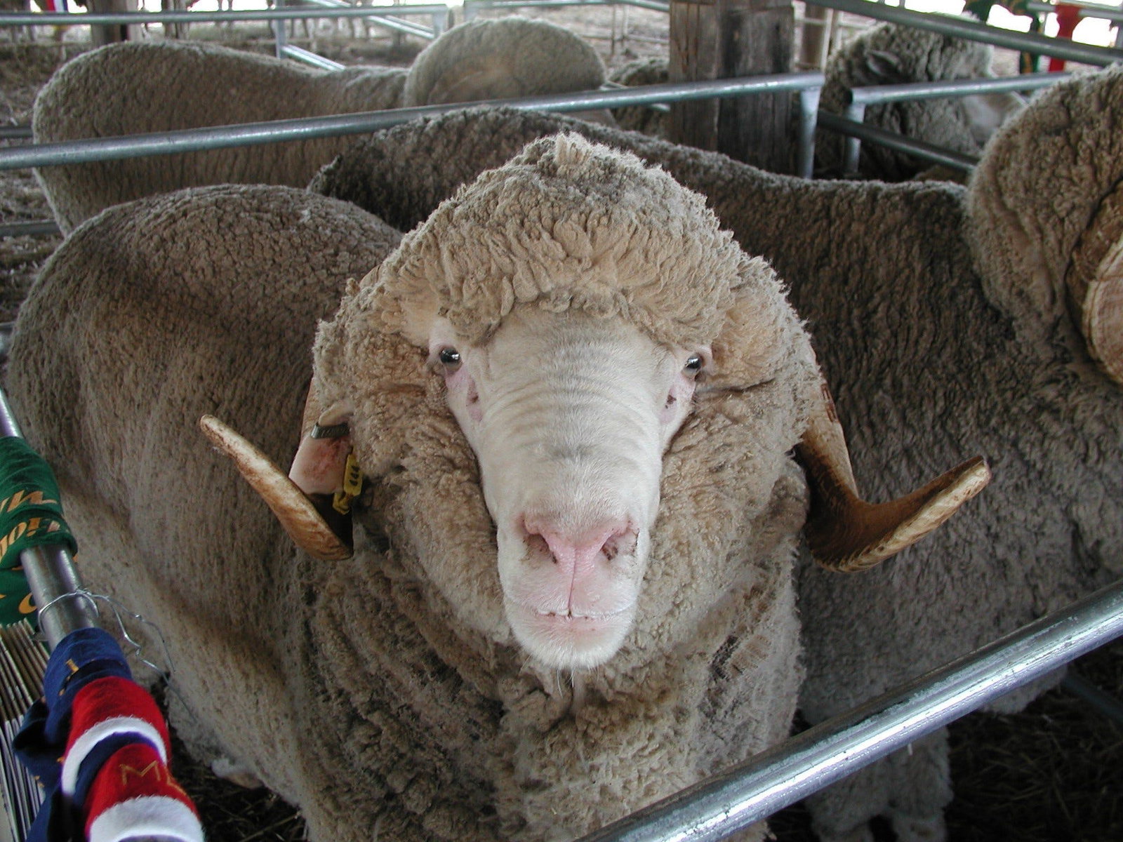 Yarragrin ACT Pubs Perth