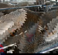 Mendooran Show - Pubs Perth