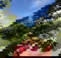 National Cherry Festival - Pubs Perth