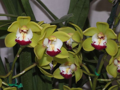 Orchids Out West - Pubs Perth 1