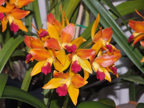 Orchids Out West - Pubs Perth 2