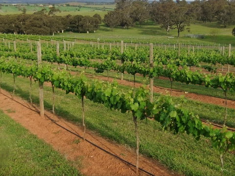 Razorback Ridge Wines Open Weekends - Pubs Perth 0