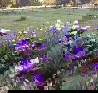Riverina Iris Farm Open Garden and Iris Display - Pubs Perth