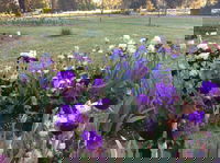 Riverina Iris Farm Open Garden and Iris Display