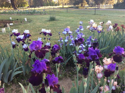 Riverina Iris Farm Open Garden And Iris Display - Pubs Perth 0