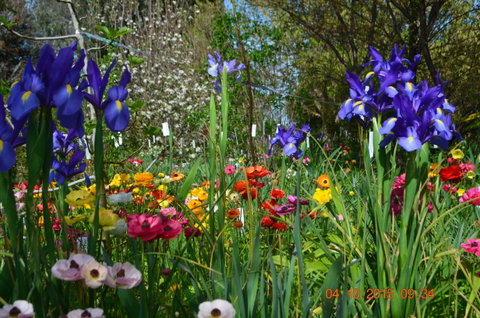 Riverina Iris Farm Open Garden And Iris Display - Pubs Perth 1