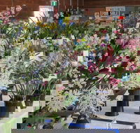Sapphire Coast Orchid Club Spring Orchid Show - Pubs Perth