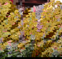 Sapphire Coast Orchid Club Winter Orchid Show - Pubs Perth