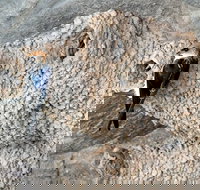 2020 Katherine Bird Festival - Pubs Perth